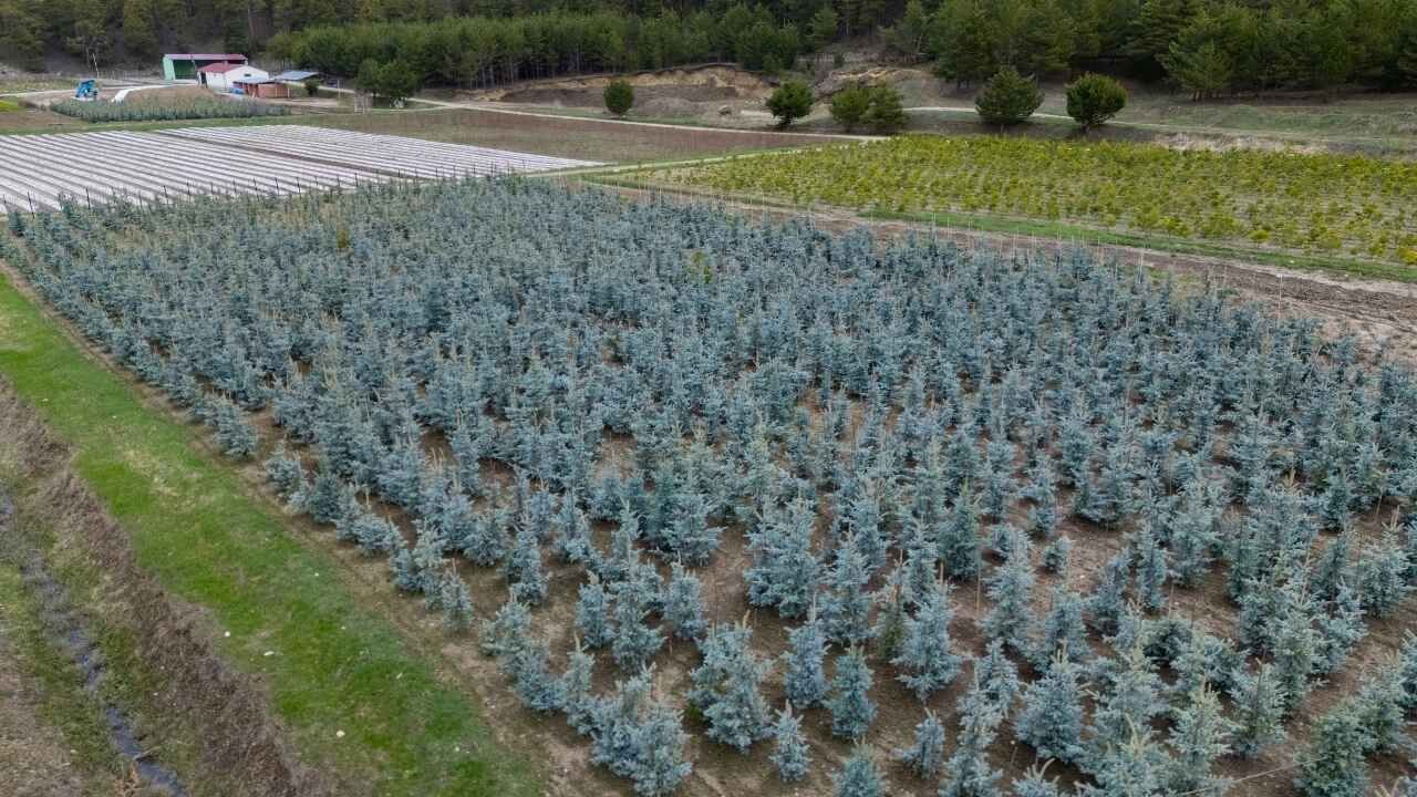 Yozgat’tan Türkiye’ye Can Suyu Yılda 1 Milyon Fidan Toprakla Buluşuyor (2)