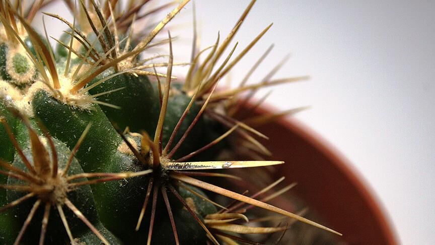 Yozgat’tan Yaz Öncesi Uyarı Kaktüsler İçin Hayati Bakım Önerileri Paylaşıldı (2)