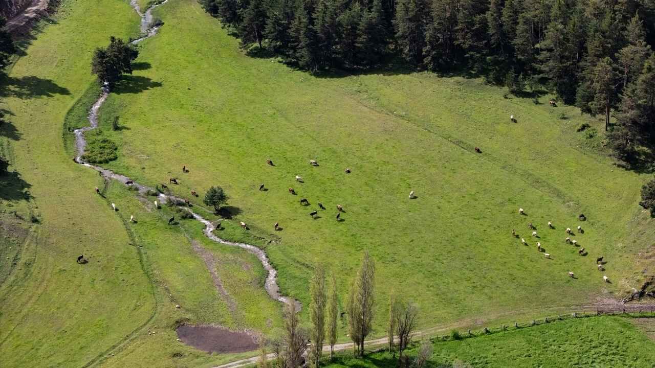 Akdağmadeni Ormanlarında Görsel Şölen (4)