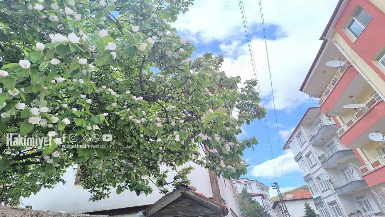 Ayvaçiçekleri