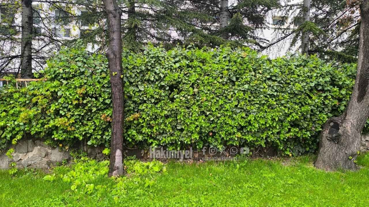 Bahar Yağmurları E 88 Üzerindeki O Sokağı Cennete Çevirdi! (1)