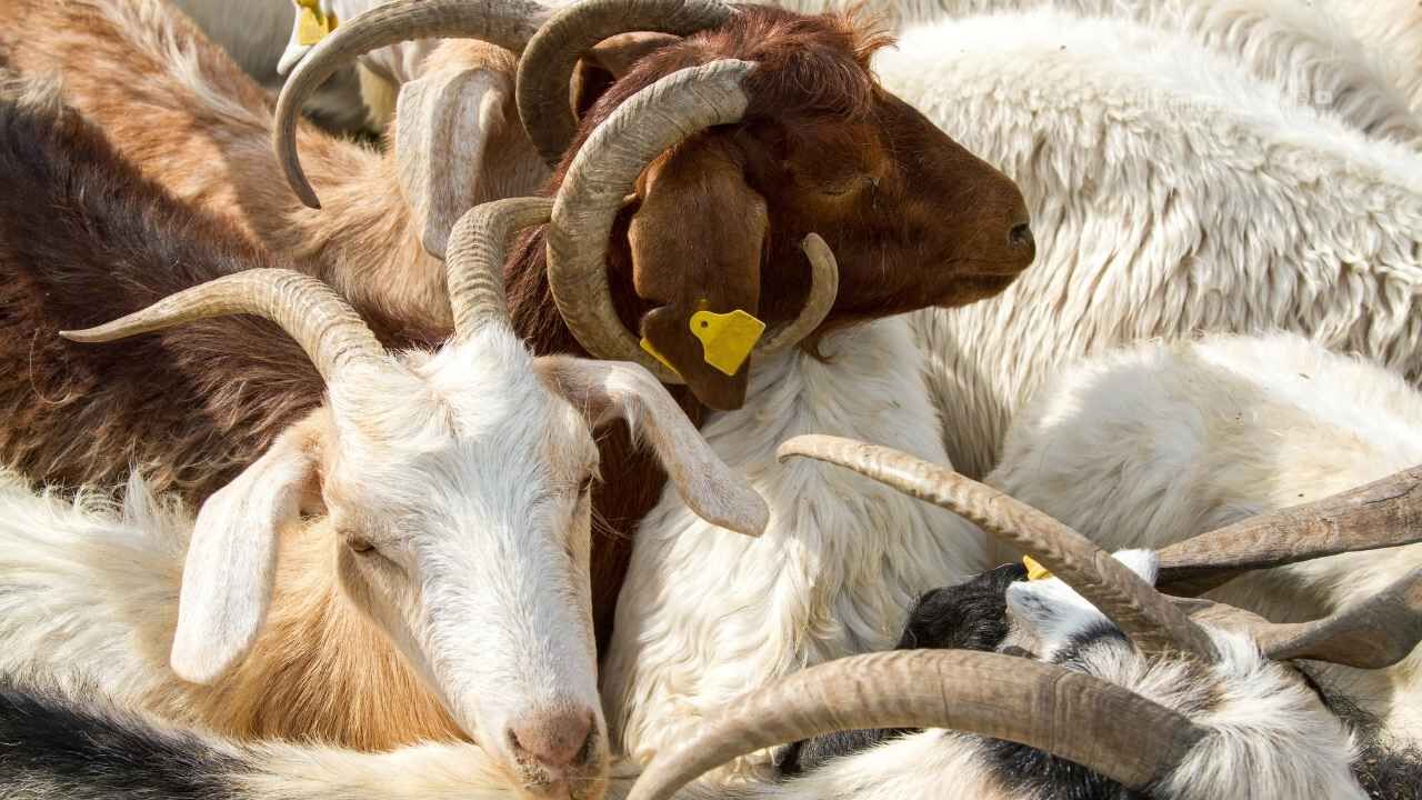 Diyanet Tek Tek Açıkladı! Kurban İbadetiyle İlgili Doğru Bilinen Yanlışlar (2)