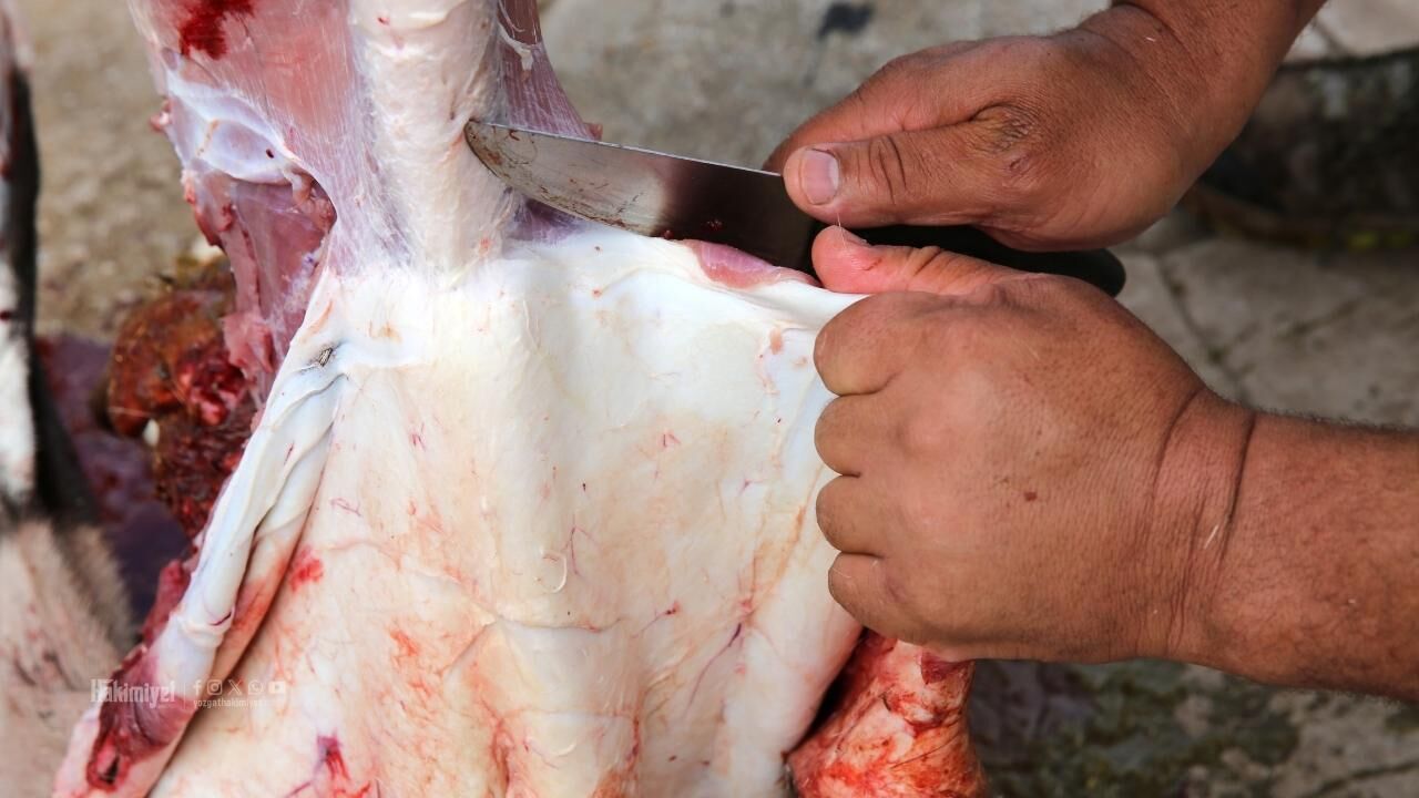 Diyanet Tek Tek Açıkladı! Kurban İbadetiyle İlgili Doğru Bilinen Yanlışlar (3)