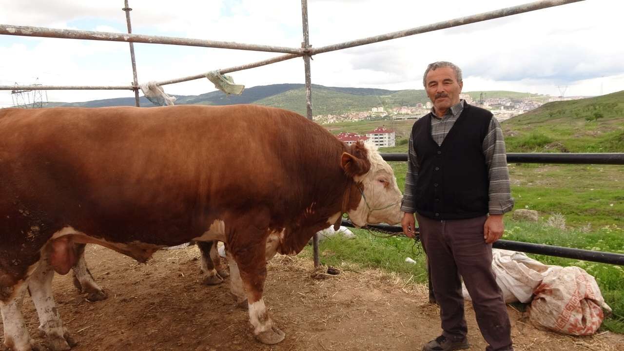 Yozgat Kurban Pazarında Arife Günü Hareketliliği! (1)