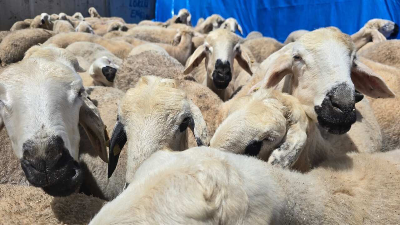 Yozgat Kurban Pazarında Arife Günü Hareketliliği! (4)