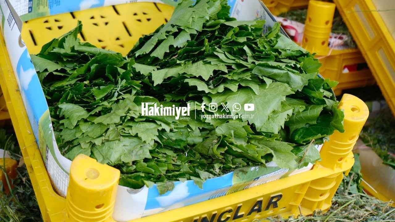 Yozgat’a Yaz Renkleri Lezzetiyle Geldi (2)