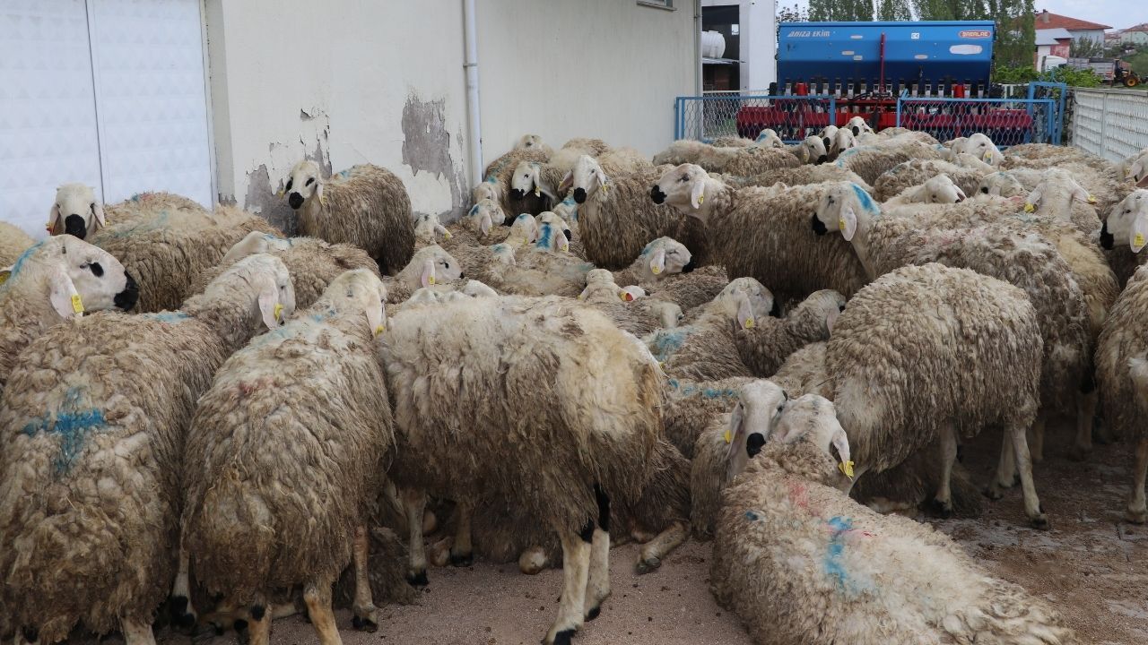 Yozgatlı Besicilere Yüzde 50 Hibe Müjdesi! (5)