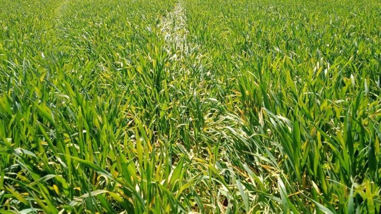 Yozgatlı Üreticiler Dikkat Pas Hastalığı İçin Ne Yapılabilir (4)