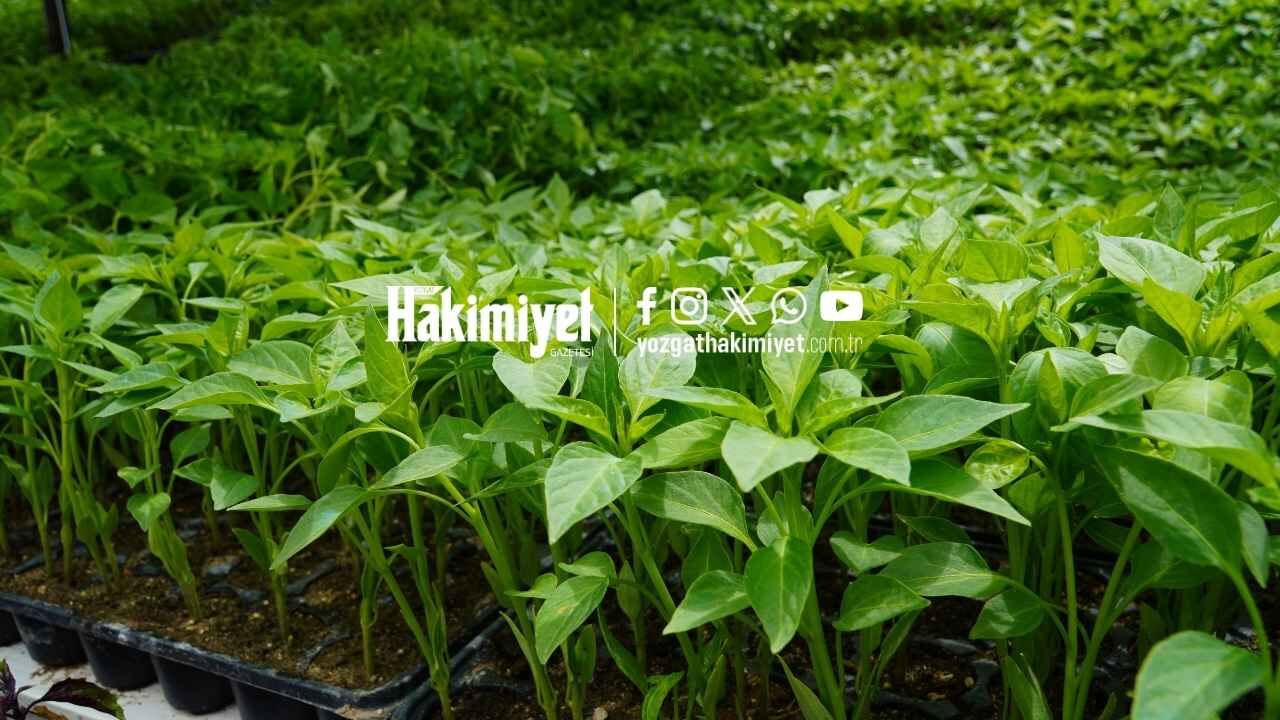 Yozgat’ta Bahçe Mesaisi Başladı! Fiyatlar Belli Oldu (1)