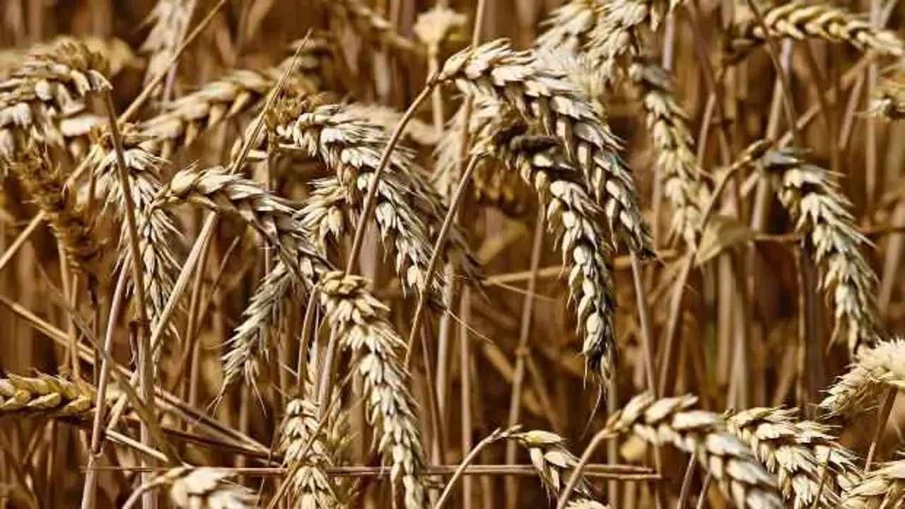 Yozgat'ta Buğday Fi̇yatlarinda Düşüş Sürüyor 2