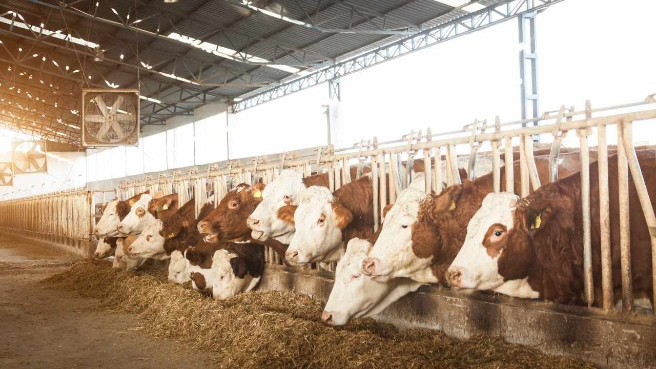 Yozgat’ta Engelli Vatandaşın Hayvancılık Projesine Devlet Desteği (3)