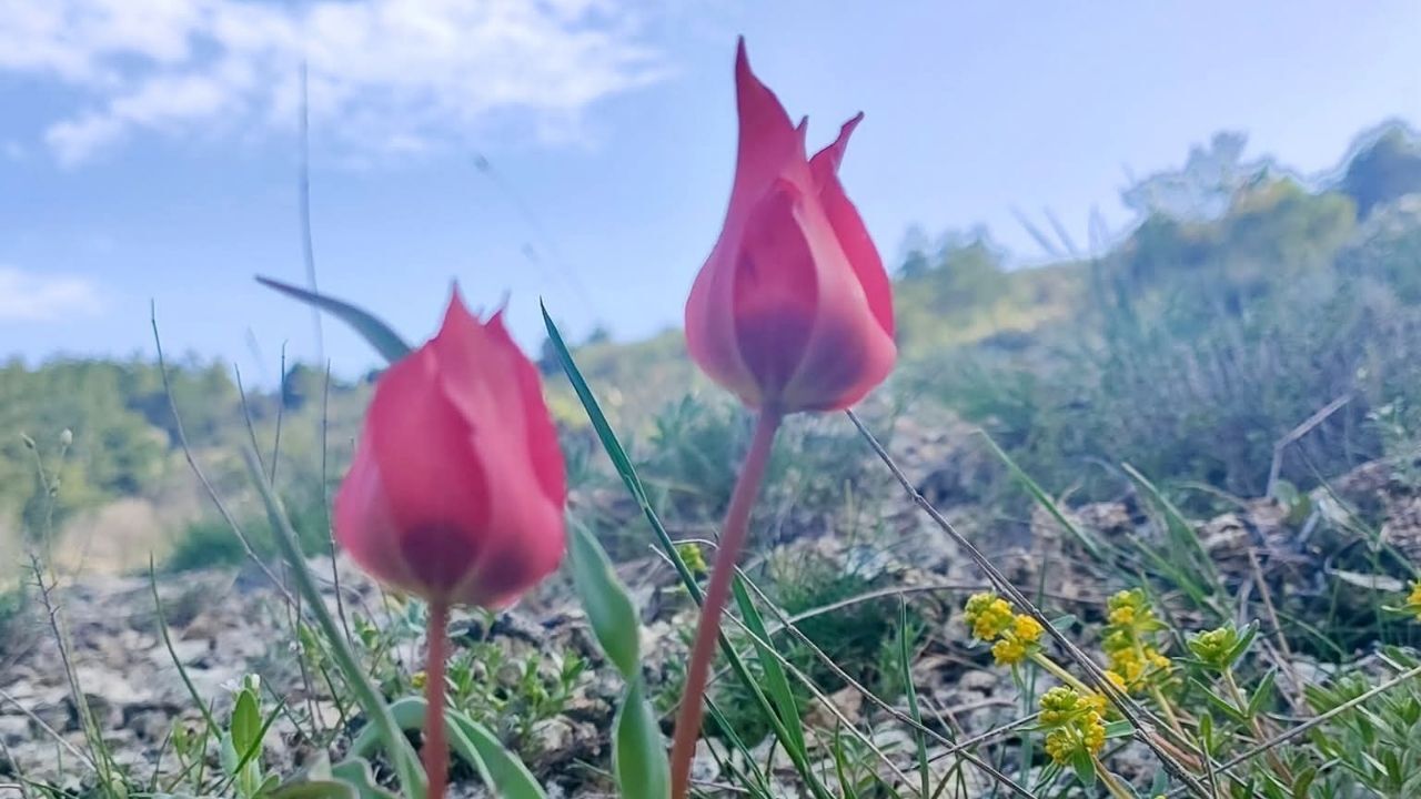 Yozgat’ta Görenler Gözüne İnanamıyor! (1)