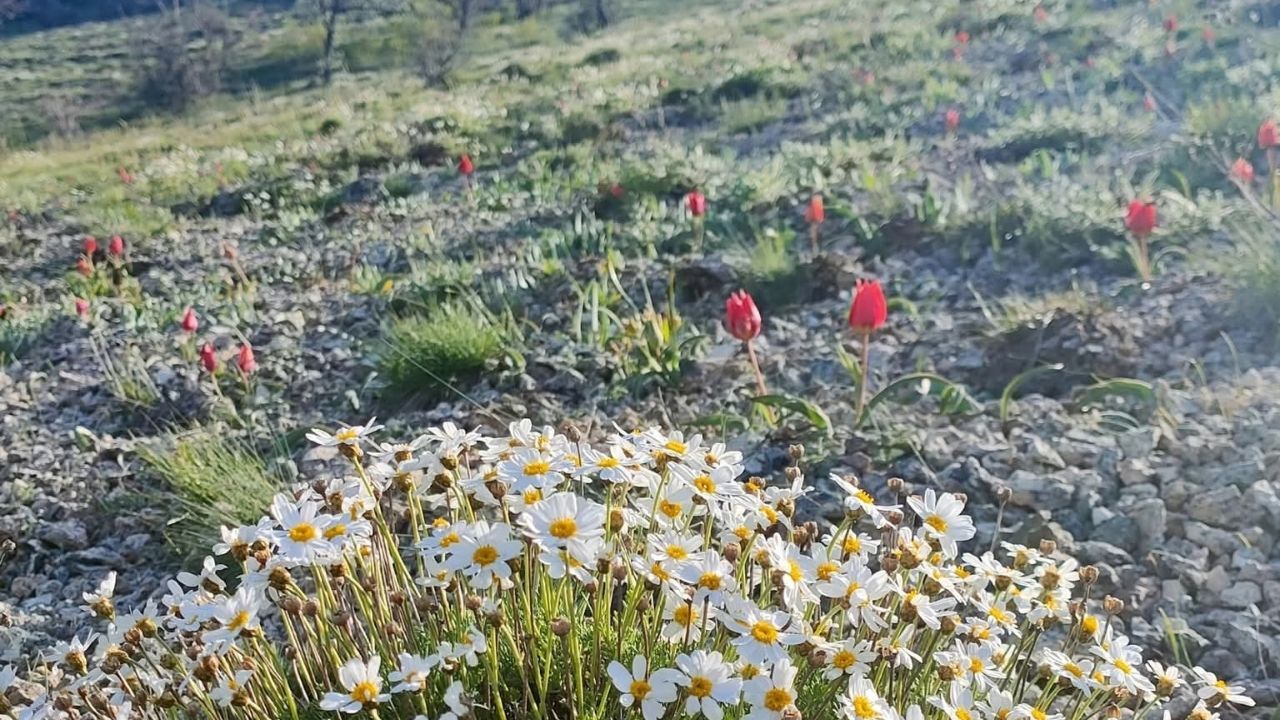 Yozgat’ta Görenler Gözüne İnanamıyor! (2)