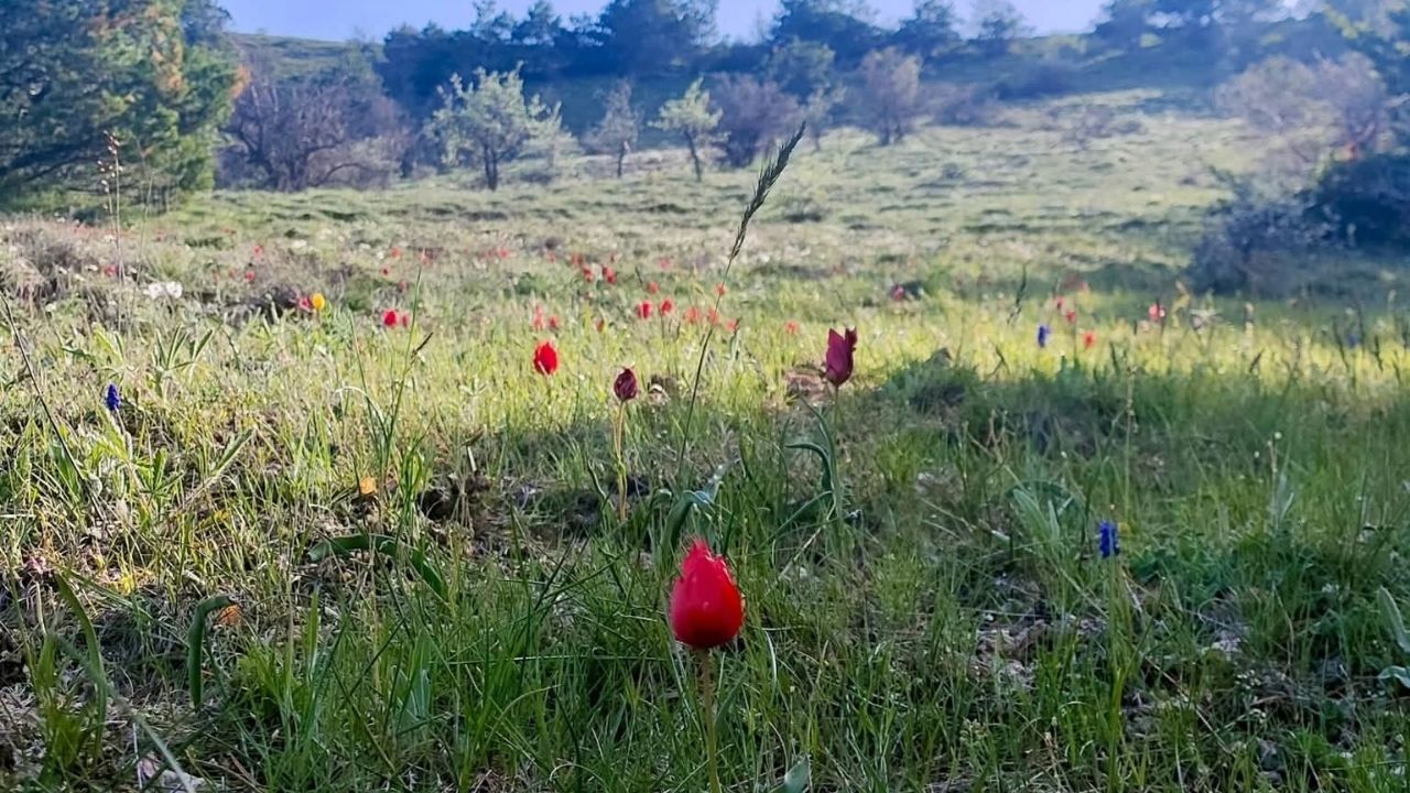 Yozgat’ta Görenler Gözüne İnanamıyor! (4)