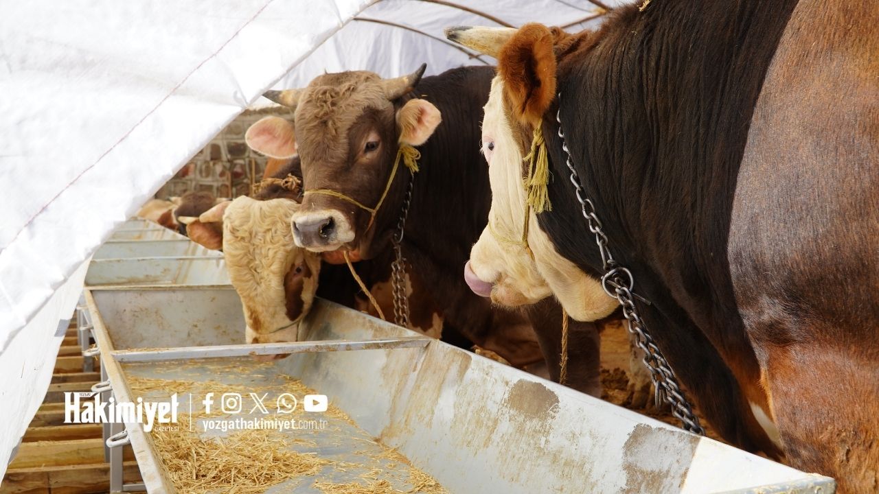 Yozgat'ta Hayvan Pazarı Geleneği Yok Mu Oluyor (2)