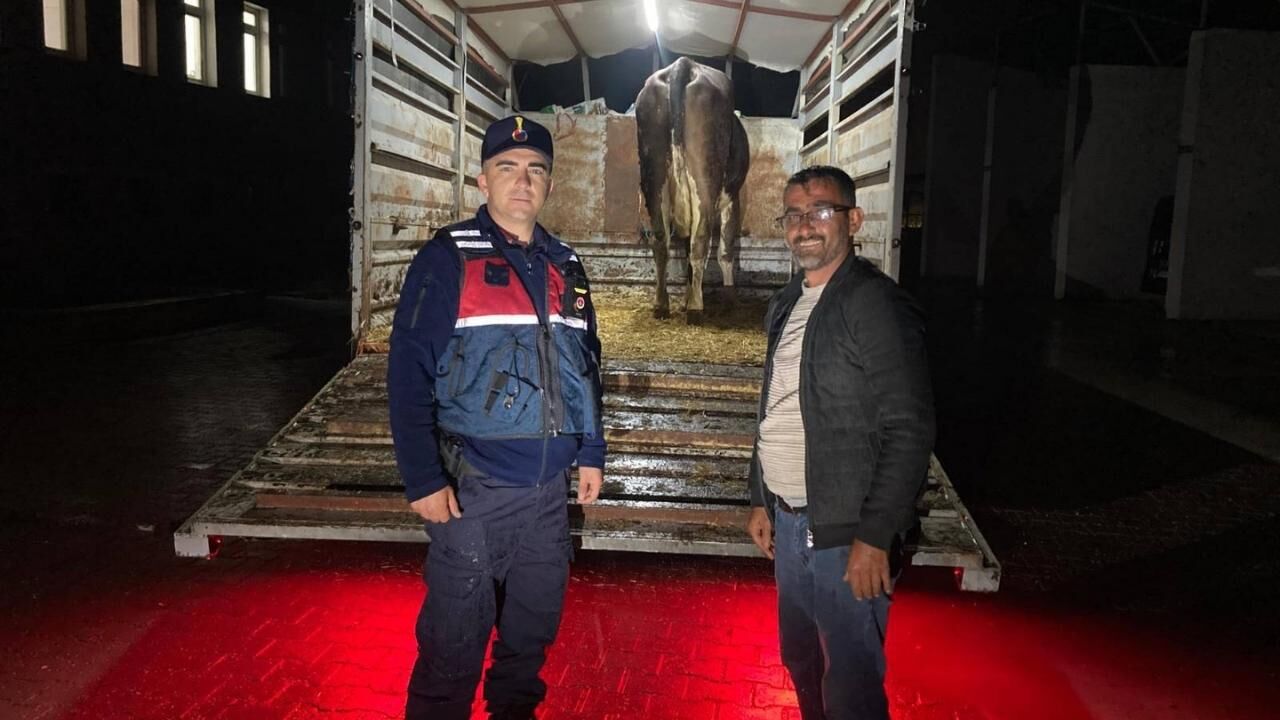 Yozgat'ta Jandarma Sahipsiz Hayvan Buldu (1)