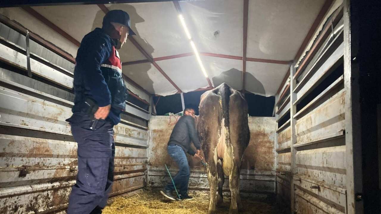 Yozgat'ta Jandarma Sahipsiz Hayvan Buldu (2)