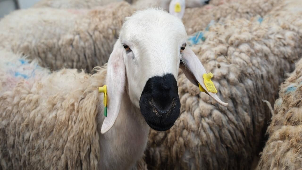 Yozgat’ta Kan Değişimi Projesi Hayata Geçirildi (4)