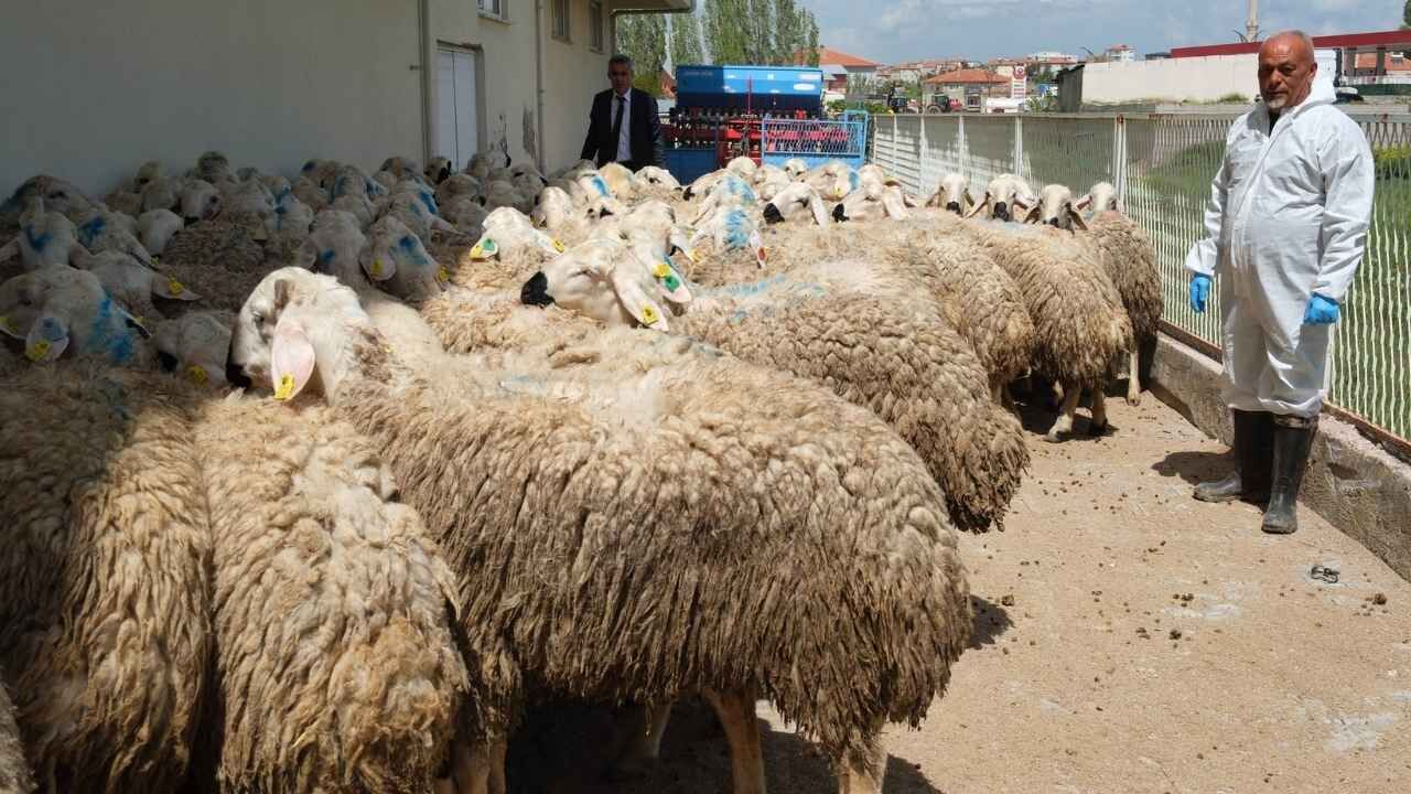 Yozgat’ta Kan Değişimi Projesi Hayata Geçirildi (5)