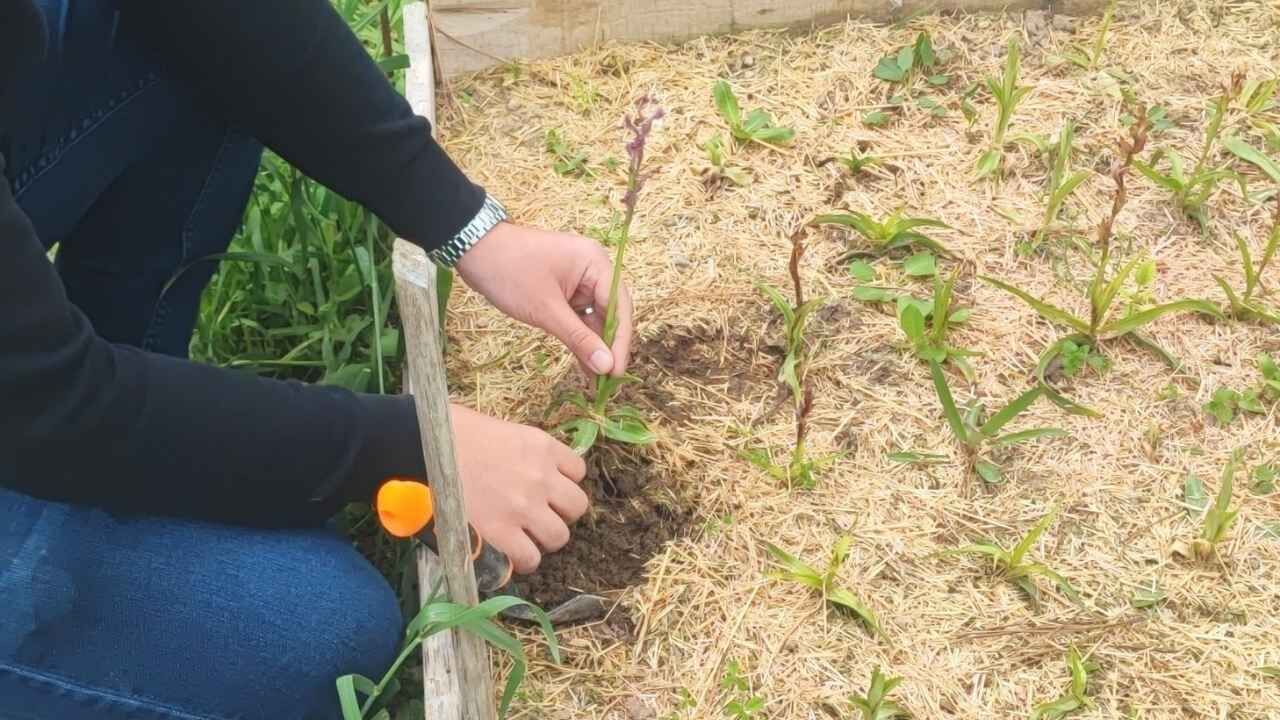Yozgat'ta Kimsenin Denemediğini Denedi! Gözler Haziran Hasadında (3)