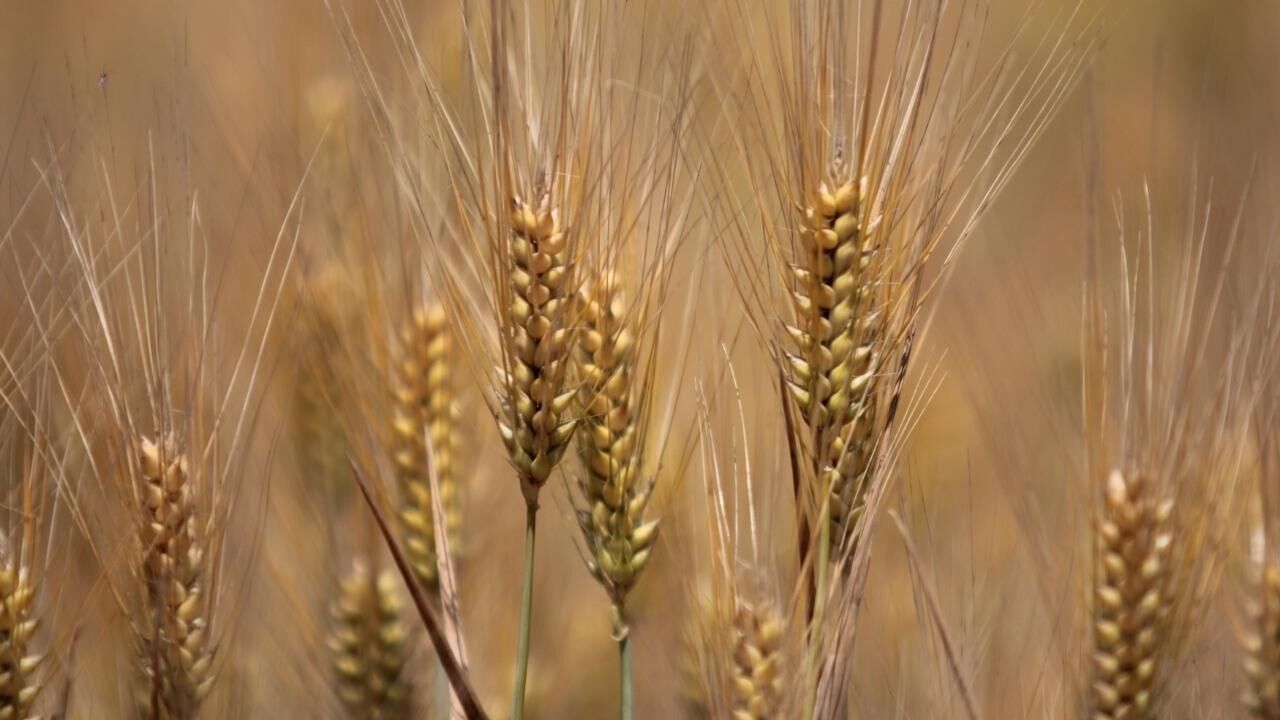 Yozgat'ta Kuraklık Kabusu Sona Erdi! Buğdayda Rekor Hasat Bekleniyor (1)