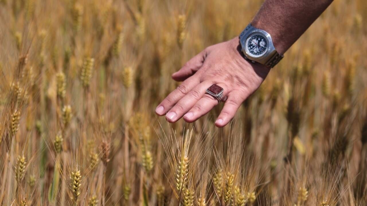 Yozgat'ta Kuraklık Kabusu Sona Erdi! Buğdayda Rekor Hasat Bekleniyor (3)