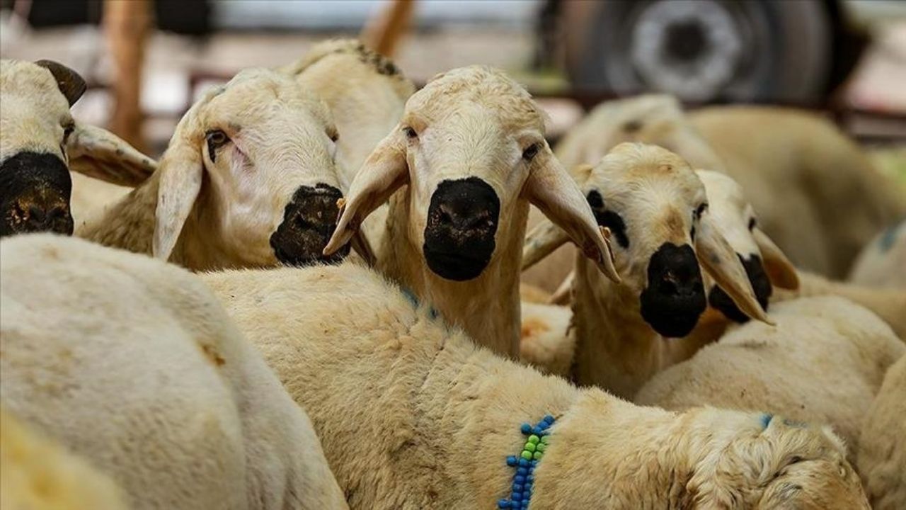 Yozgat’ta Kurbanlık Alacaklar Dikkat! (7)