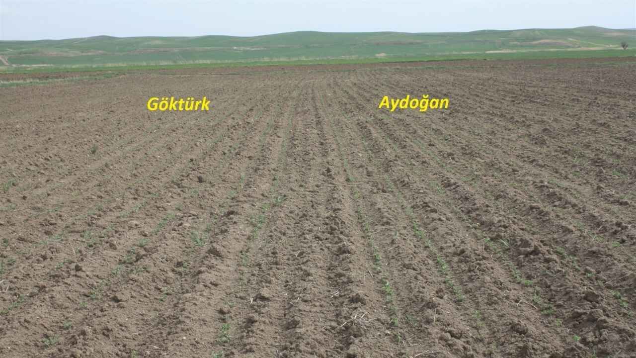 Yozgat’ta Modern Tarım Hamlesi Sonuç Verdi (1)