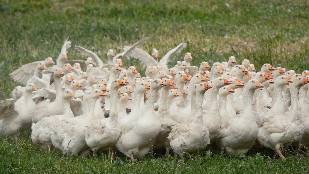 Yozgat’ta Reforme Kazlar Tarımın Gizli Gücü Oldu! (1)