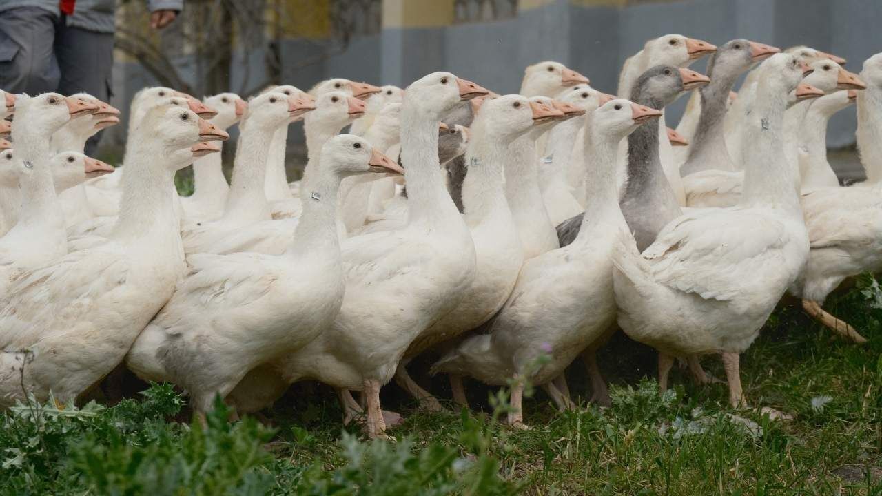 Yozgat’ta Reforme Kazlar Tarımın Gizli Gücü Oldu! (3)