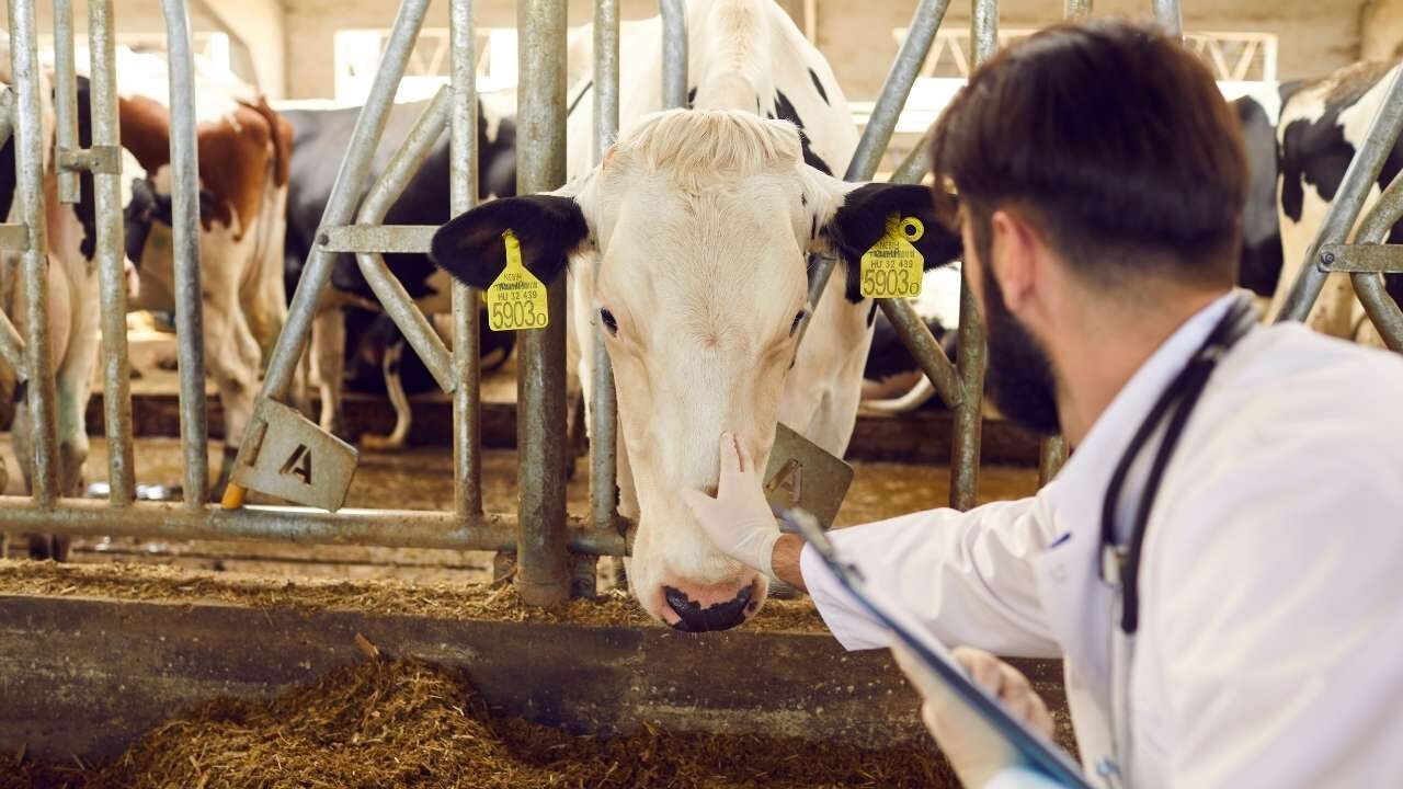 Yozgat'ta Sözleşmeli Veteriner Sistemi Başarıyla Uygulandı! (1)