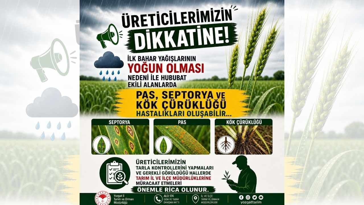 Yozgat’ta Üreticilere Üreticilerine Pas Ve Septorya Uyarısı (1)