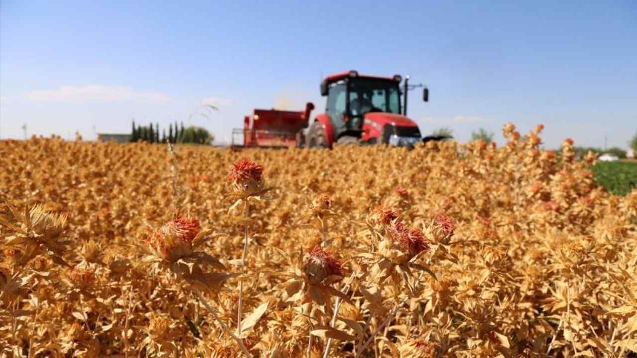 Bitkiden Jet Yakıtı Olur Mu Anadolu'nun Keşfedilmemiş Bitkisi Aspir (1)