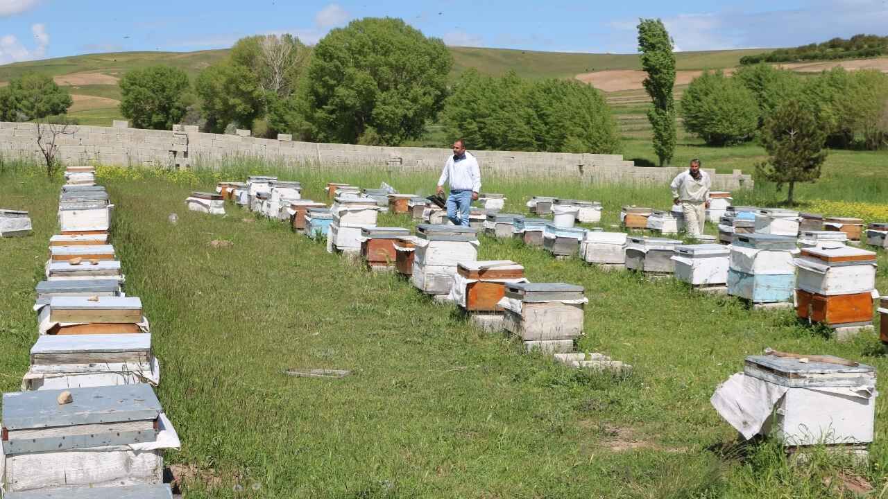 Bozok Yaylası Bu Yıl Da Gözde Oldu! Gezginci Arıcılar Yozgat'a Yerleşti (11)