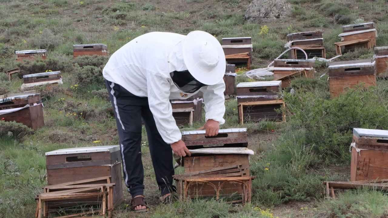 Bozok Yaylası Bu Yıl Da Gözde Oldu! Gezginci Arıcılar Yozgat'a Yerleşti (8)
