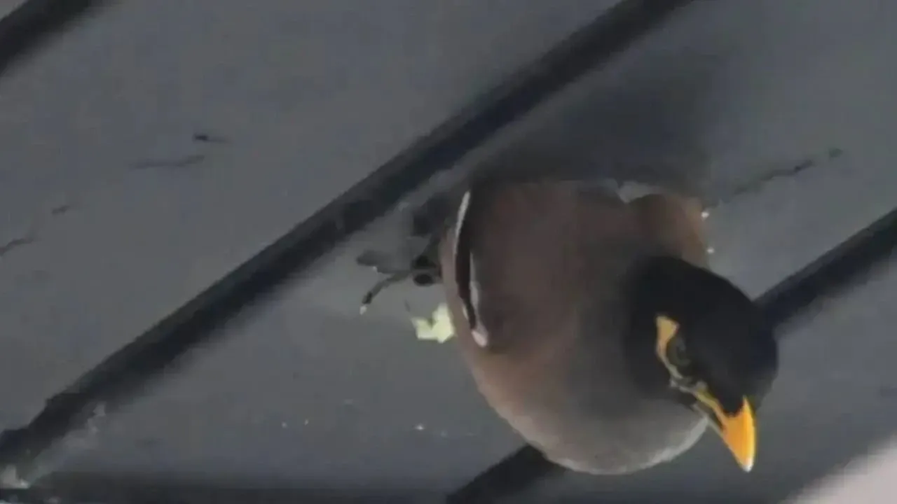 Hint Sığırcığı 3