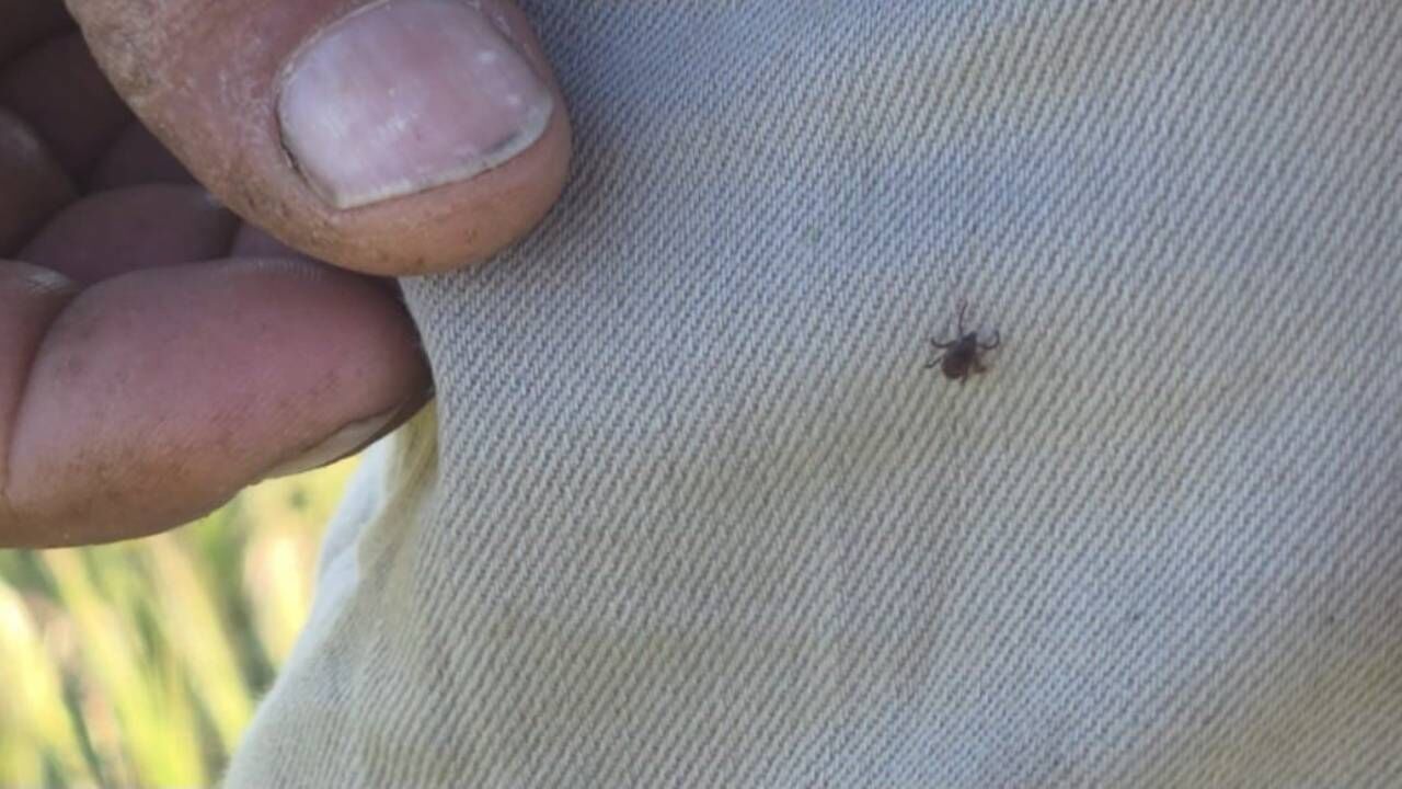 Kene Vakaları Artıyor! Yozgat’ta Yaşanan Olay Tehlikeyi Gözler Önüne Serdi (2)