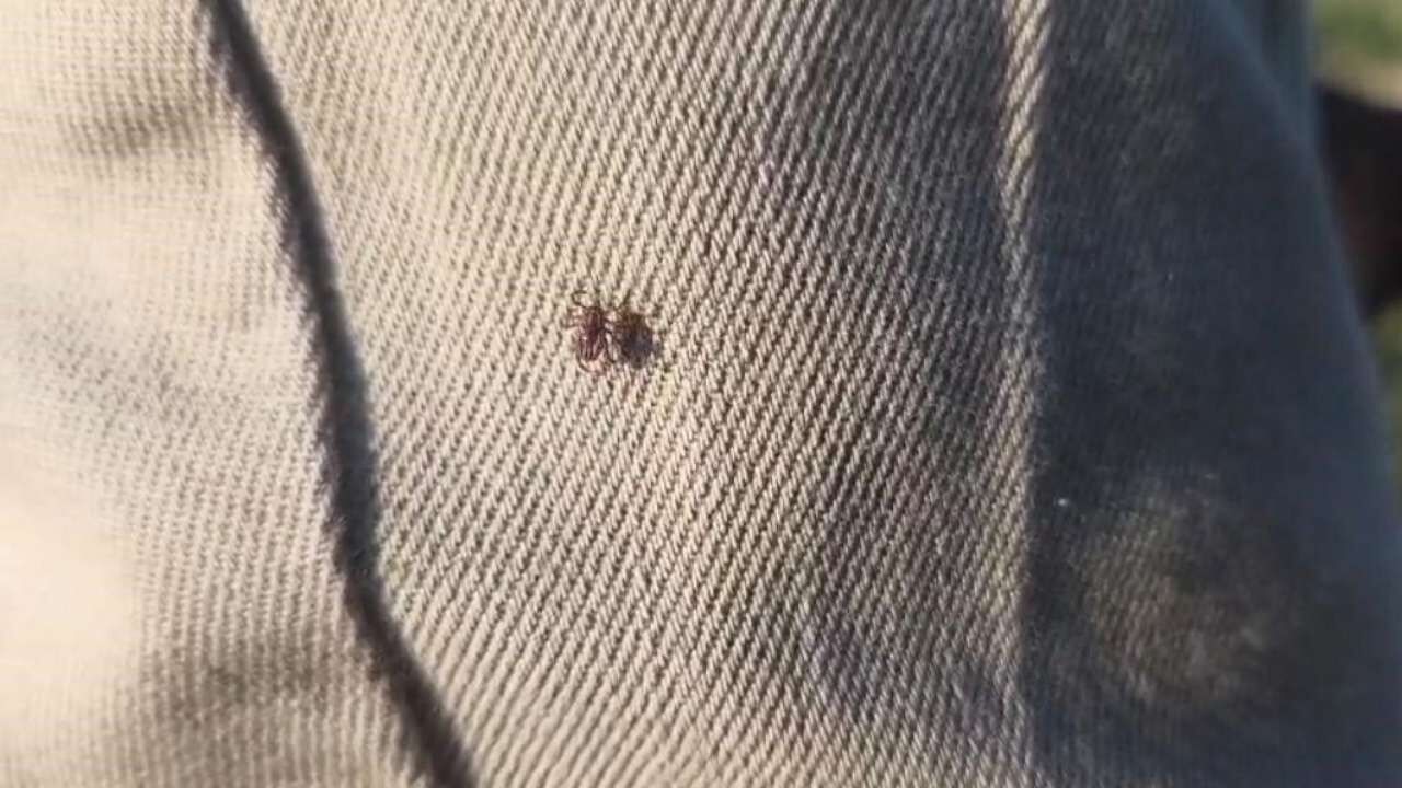 Kene Vakaları Artıyor! Yozgat’ta Yaşanan Olay Tehlikeyi Gözler Önüne Serdi (3)