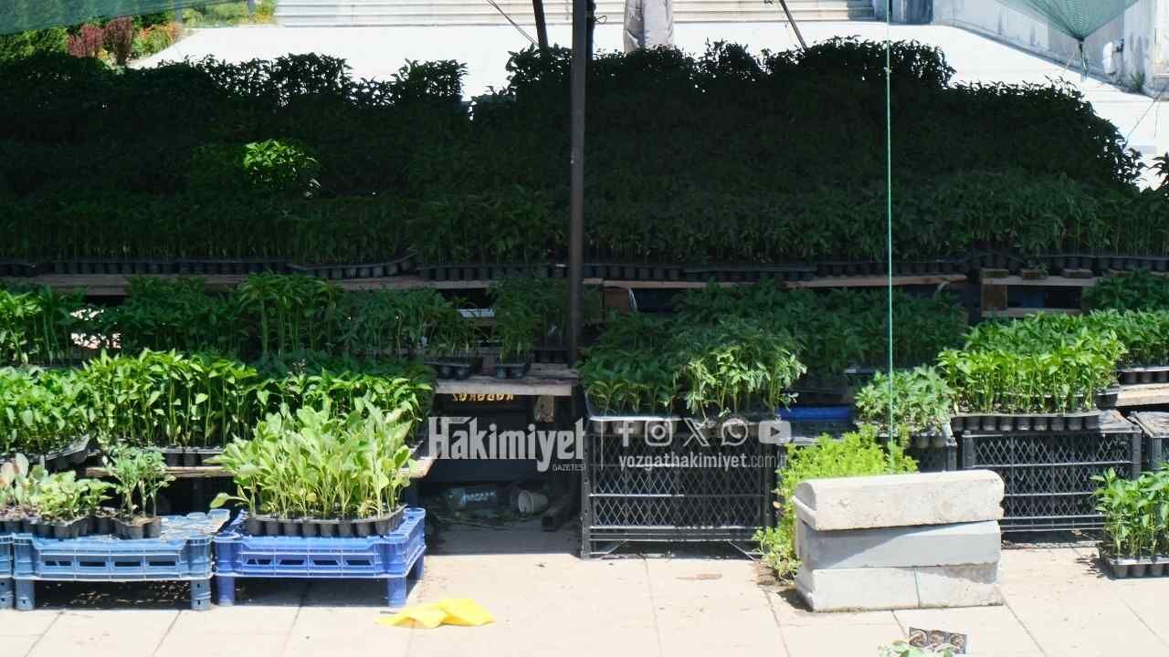 Yağmurlar Zorladı Sezon Bitiyor! Yozgat’ta Fide Satışlarında Son Durum (3)