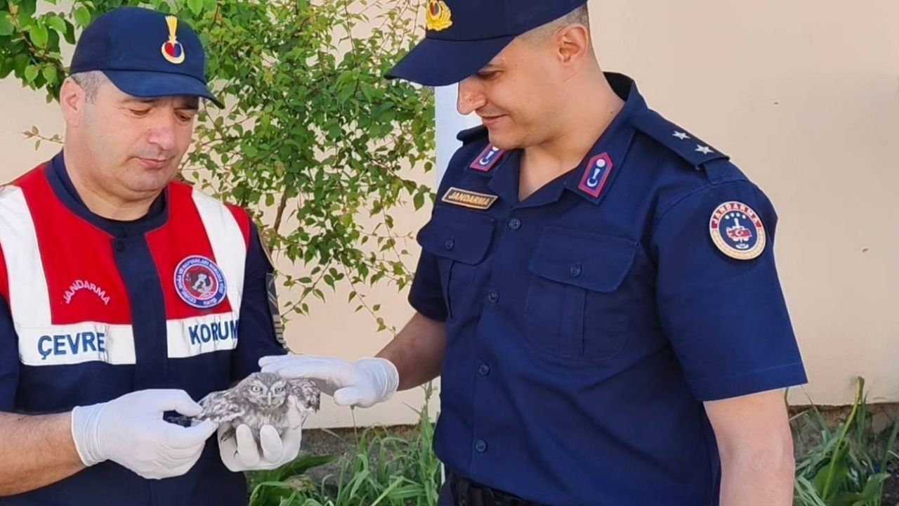 Yaralanan Yavru Baykuşa Yozgat'ta Jandarma Sahip Çıktı