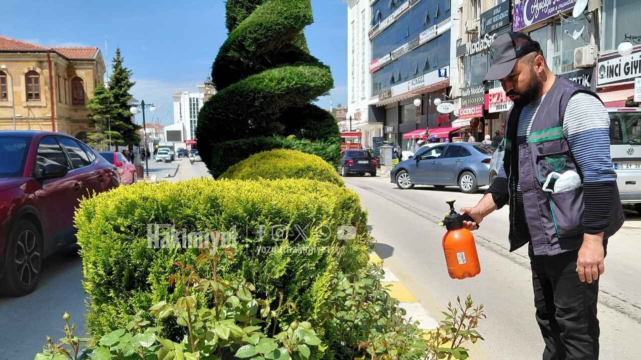 Yozgat Belediyesi Şehrin Güllerini Korumaya Aldı (3)