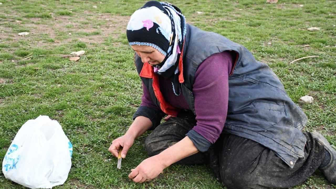 Yozgat Ovalarında Madımak Mesaisi Devam Ediyor (1)