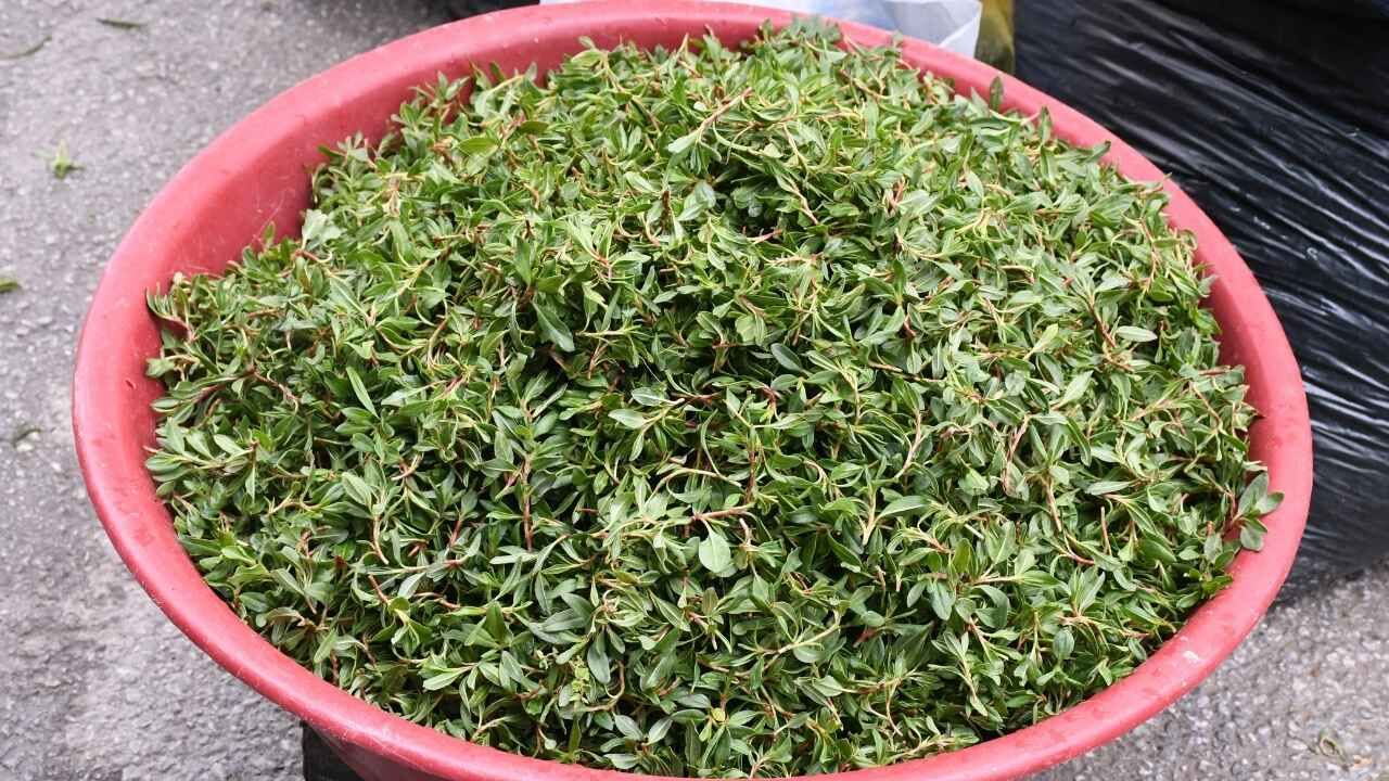 Yozgat Ovalarında Madımak Mesaisi Devam Ediyor (2)