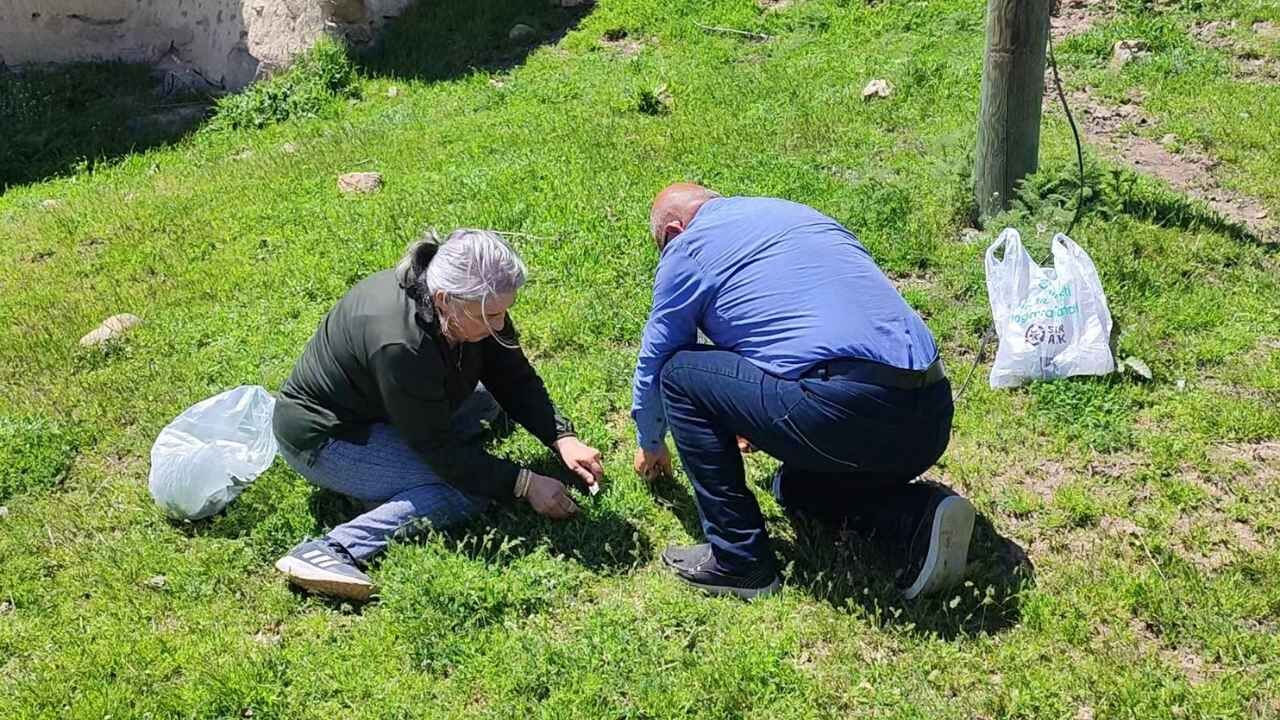 Yozgat Ovalarında Madımak Mesaisi Devam Ediyor (4)