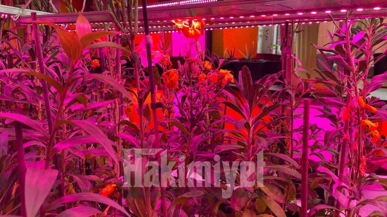 Yozgat’ın Gizli Hazinesi Mavi Orkide Çarşısı (2)
