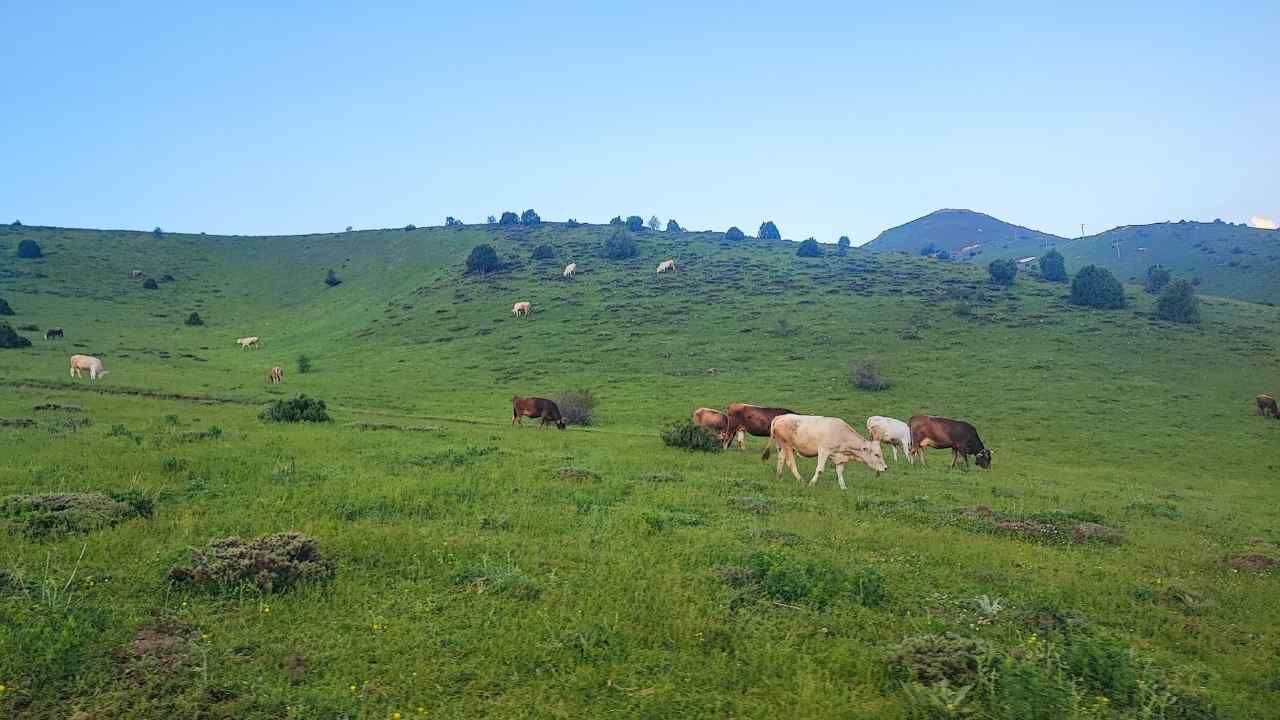 Yozgatlı Besicilerin Yayla Mesaisi Başladı 2 Bin 100 Rakımda Üretim Dönemi (1)