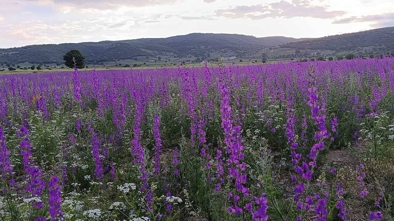 Yozgat'ta Doğal Stüdyo Sürprizi Bakan Bir Daha Bakıyor! (5)