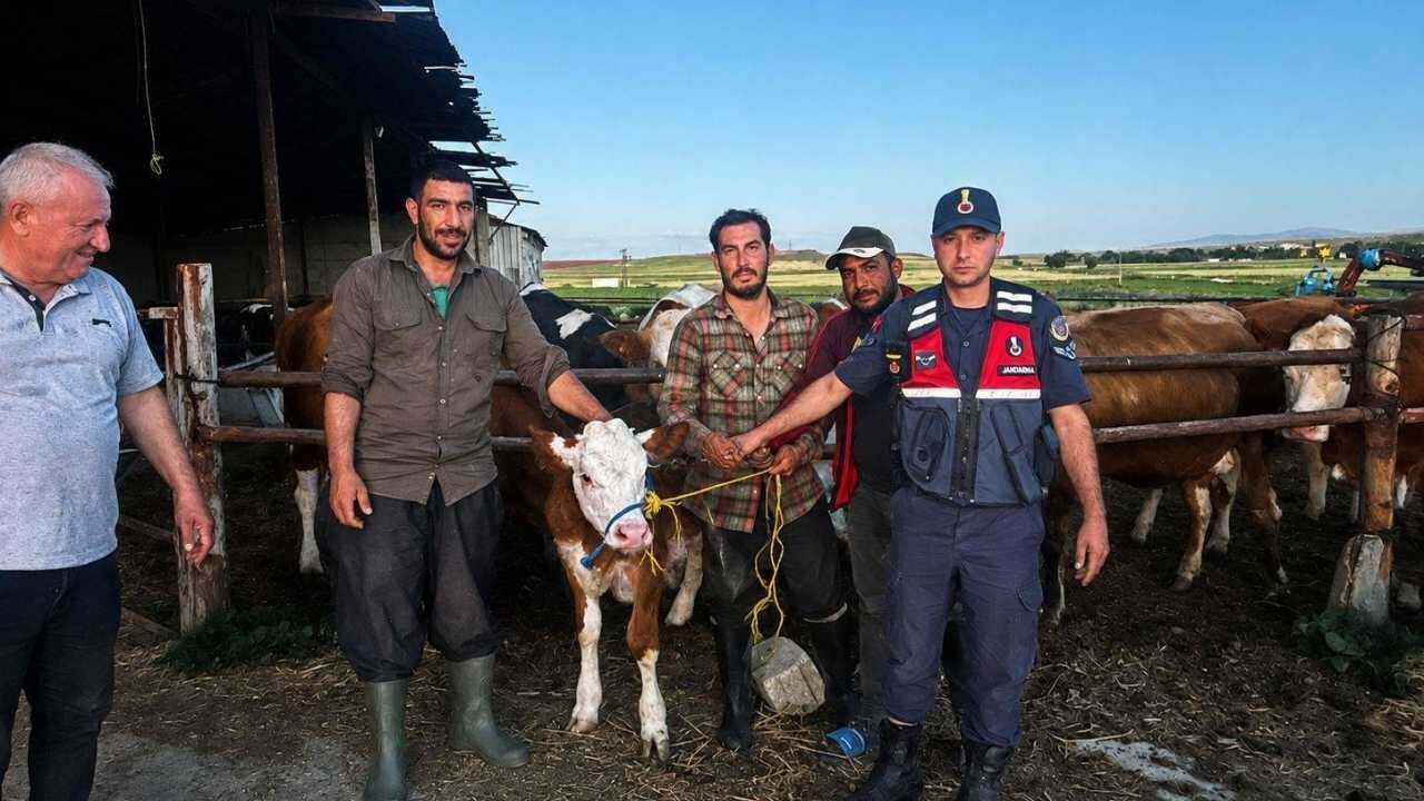 Yozgat'ta Kaybolan 3 Büyükbaş Hayvan Jandarma Tarafından Bulundu (2)