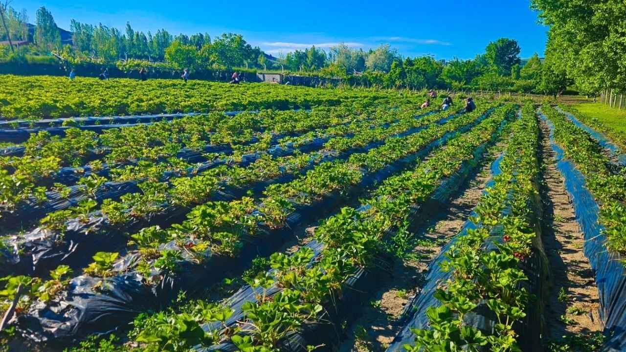 Yozgat'ta Kop Projesi Meyvelerini Veriyor (2)