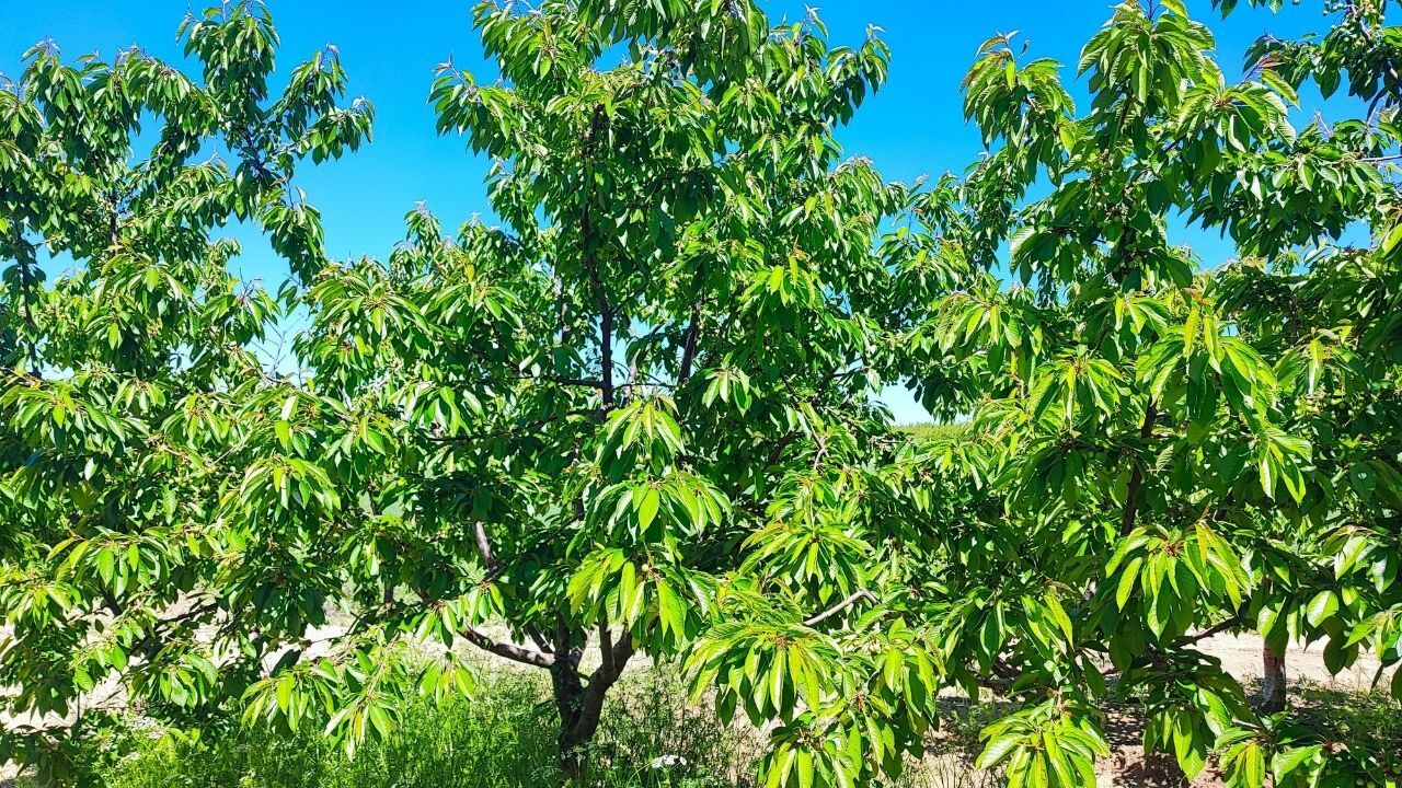 Yozgat'ta Üretildi, Dünyaya İhraç Ediliyor! (5)